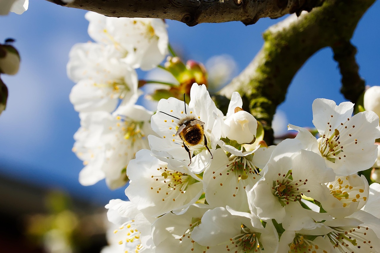 今年の花粉は多い？最新情報