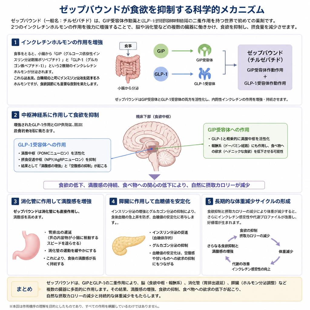 食欲抑制のメカニズム