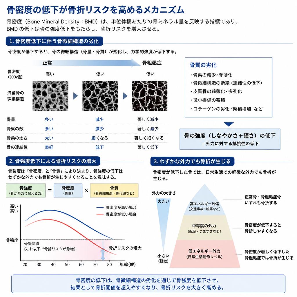 骨密度の重要性